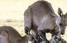 Kangur trzyma w ramionach umierającą towarzyszkę. Poruszające zdjęcie.