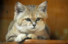 Kot piaskowy (Felis margarita)