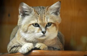 Kot piaskowy (Felis margarita)