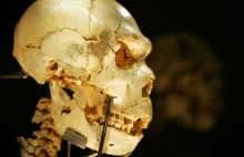 Odkrycie homo heidelbergensis w Hiszpanii to pomyłka czy oszustwo naukowców?