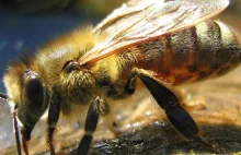 Pszczoły potrafią odwracać proces starzenia się mózgu