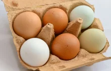Dioksyny w kurzych jajach wykryli naukowcy Politechniki Krakowskiej