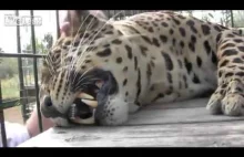 Na usługach leoparda
