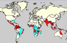 Denga na Maderze. Śmiertelna choroba nigdy nie występowała w tej części świata