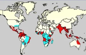 Denga na Maderze. Śmiertelna choroba nigdy nie występowała w tej części świata