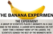Bananowy eksperyment [ENG]
