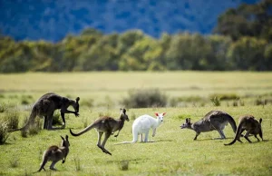 Bardzo rzadki, biały kangur sfotografowany w Parku Narodowym Canberra.