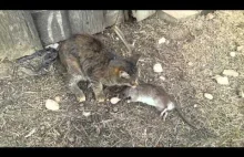 Kot vs Szczur