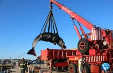 Kolejny martwy wieloryb. Tym razem aż 22 kg plastiku w żołądku