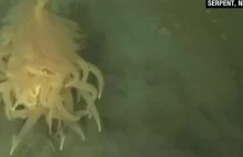 "Latający potwór spaghetti" odkryty u wybrzeży Angoli