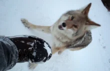 "Atak" kojota w Kanadzie