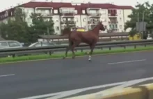 Uciekł ze Służewca Galopował Puławską