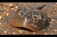 Krab podkowiasty - trochę prehistorii we współczesności [ENG]