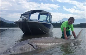 9 - letni wędkarz złowił jesiotra ważącego 272 kg