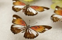 Genetycy zaprojektowali i stworzyli unikalne motyle z pomocą CRISPR