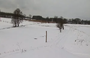 Droga Południowa pod Wodzisławem nie powstanie? Ekolodzy znaleźli tam... zaby