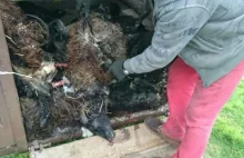 Wilki zaatakowały na Dolnym Śląsku i zagryzły 20 owiec