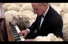 Koncert dla owiec