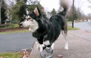 Protezy wykonane specjalnie dla psa