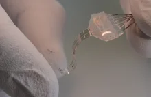 Implant naprawia uszkodzony rdzeń kręgowy szczura