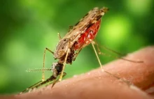 Mikroskopijna bakteria ocali świat przed malarią?
