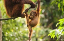 Borneo w ogniu. Co z orangutanami? "Nikt nie panuje nad sytuacją"