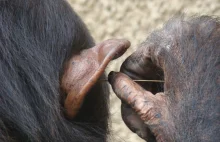 Pierwszy odnotowany przypadek mody wśród szympansów