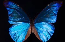 Jak morfidy uzyskują niebieskie zabarwienie skrzydeł.
