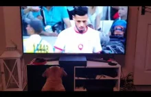 french bulldog watching England game