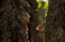 USA: Rój motyli wielkości stanu Missouri