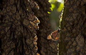 USA: Rój motyli wielkości stanu Missouri