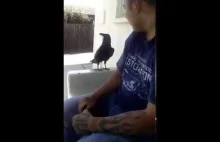 Ptak nie daje sobą pomiatać...