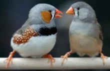 DNA ptaków zawiera ogromne ilości czynnych genów wirusowych
