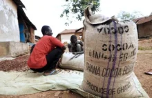 Droższe kakao z Wybrzeża Kości Słoniowej i Ghany