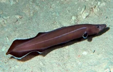 New Zealand man seeks emergency treatment for eel lodged in his posterior