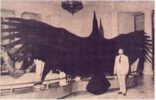 Argentavis magnificens: Największy ptak jaki kiedykolwiek istniał