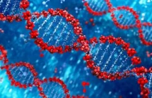 „Leworęczne” DNA zmienia strukturę mózgu