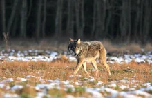 Minister nie dał zgody na odstrzał wilków. Uważa, że hodowcy mogą się bronić.