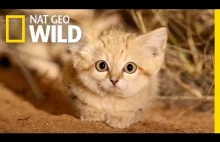 Sand Cat Kittens Filmed in the Wild for First Time | Nat Geo Wild