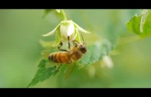 Pszczoły w 96fps i jakości 4K (ULTRA HD)