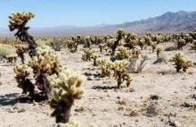 Joshua Tree, czyli nie wszystko idzie zgodnie z planem