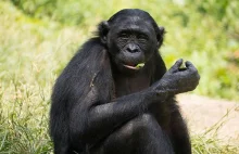 Matki bonobo wywierają presję na swoich synów w nadziei na wnuki