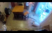Bardzo głodny labrador przyłapany w ukrytej kamerze