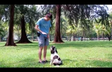 Online Dog Training Reviews - Cocker Spaniel Information: The Hard Facts!