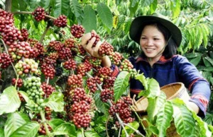 Próbowałem Kopi Luwak - Najdroższą kawę na świecie.