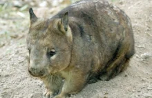 Wiecie, że przesympatycznego wombata szorstkowłosego niedługo