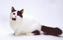 Munchkin - kot z krótkimi łapami