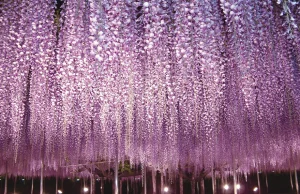 Piękna Japonia i Great Wisteria Festival