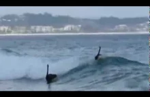 Surfing czarnych łabędzi