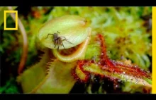 Time lapse roślin zjadających robaki